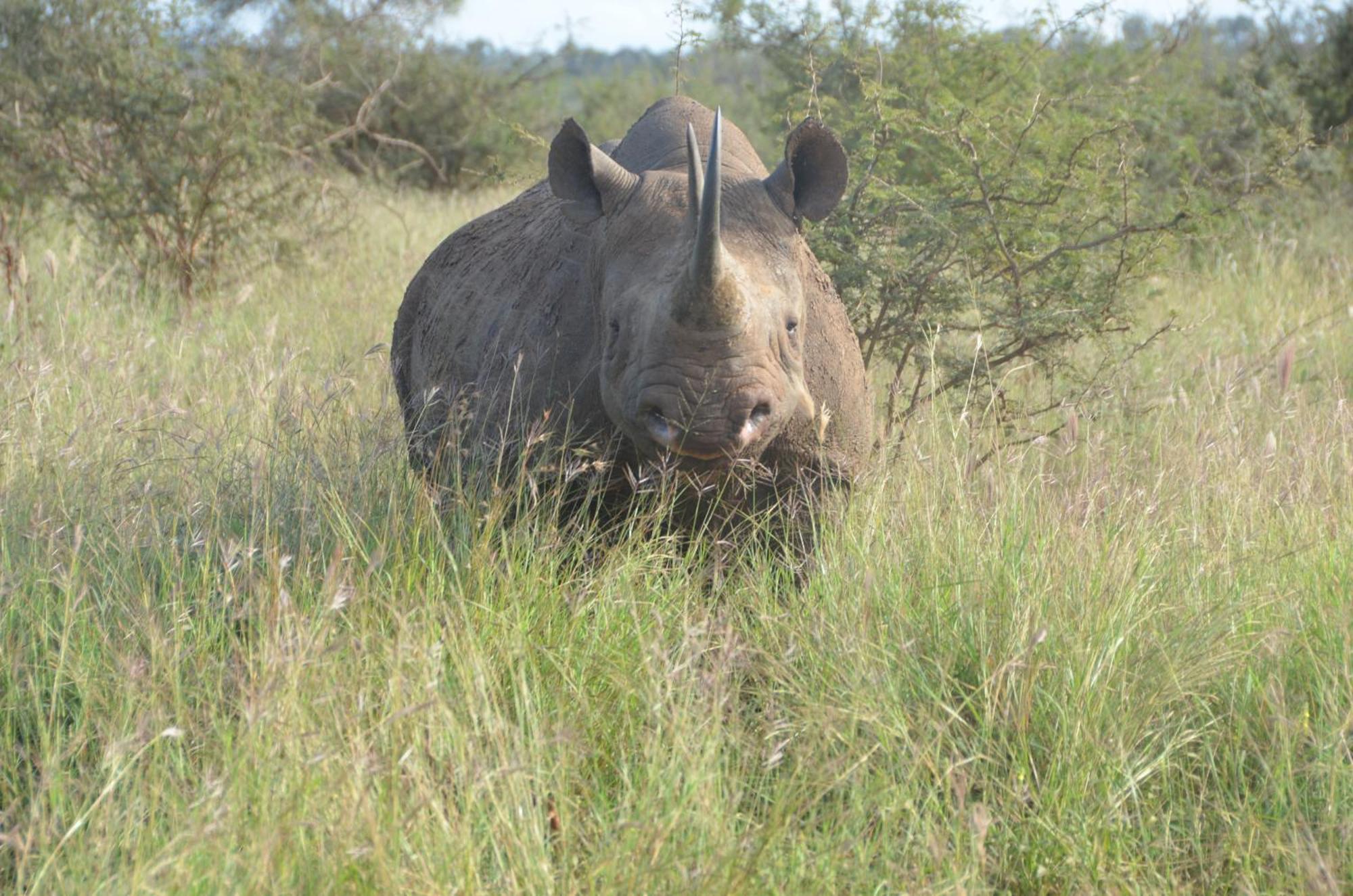 Kholiwe On Kruger Lodge & Safaris Marloth Park Exterior photo
